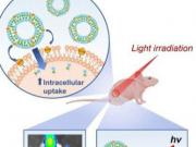 流化细胞膜：脂质纳米颗粒的有效内化用于光动力癌症治疗