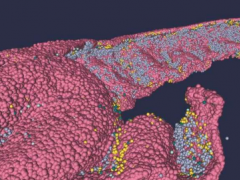 研究人员开发出全新的人类海马体全尺寸 3D 结构模型