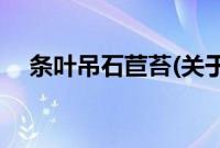条叶吊石苣苔(关于条叶吊石苣苔的简介)