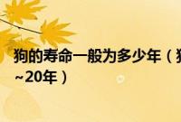 狗的寿命一般为多少年（狗的寿命一般多长一般其寿命为10~20年）
