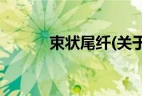 束状尾纤(关于束状尾纤的简介)