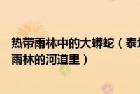 热带雨林中的大蟒蛇（泰坦巨蟒真的存在吗大蛇生活在热带雨林的河道里）