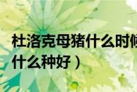 杜洛克母猪什么时候配种合适（杜洛克母猪配什么种好）