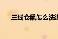 三线仓鼠怎么洗澡（三线仓鼠粘人吗）
