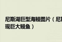 尼斯湖巨型海鳗图片（尼斯湖水怪可能是巨型鳗鱼尼斯湖发现巨大鳗鱼）