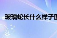 玻璃蛇长什么样子图片（玻璃蛇长什么样）
