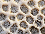 珊瑚骨骼影响漂白后的珊瑚礁恢复