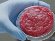 实验室培养的脂肪可以赋予培养肉真正的风味和质地