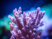 海洋变暖加剧了珊瑚内的病毒爆发