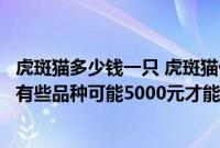虎斑猫多少钱一只 虎斑猫价格大概多少（虎斑猫多少钱一只有些品种可能5000元才能买到）