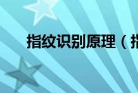 指纹识别原理（指纹解锁原理是什么）