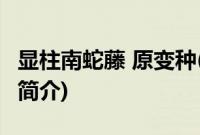 显柱南蛇藤 原变种(关于显柱南蛇藤 原变种的简介)