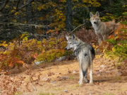 新证据揭开北美狼的进化之谜