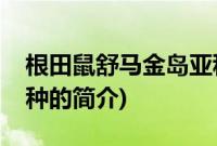 根田鼠舒马金岛亚种(关于根田鼠舒马金岛亚种的简介)