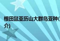 根田鼠亚历山大群岛亚种(关于根田鼠亚历山大群岛亚种的简介)