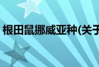 根田鼠挪威亚种(关于根田鼠挪威亚种的简介)
