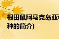 根田鼠阿马克岛亚种(关于根田鼠阿马克岛亚种的简介)