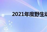 2021年度野生动物摄影师奖的亮点