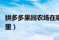 拼多多果园农场在哪里（拼多多果园农场在哪里）