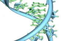 新发现的 RNA 分子有望检测和治疗食管癌