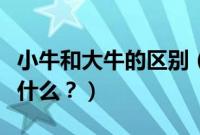 小牛和大牛的区别（兰博基尼小牛大牛区别有什么？）
