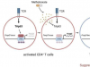 TAp63：类风湿性关节炎的新蛋白药物靶点