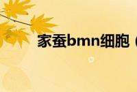 家蚕bmn细胞（bmn是什么车？）