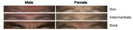 新研究揭示了决定眉毛外观的基因