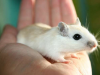 研究人员在小鼠体内发现了控制食物渴望和运动欲望的基因