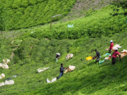 黑海地区茶叶产量持续下降