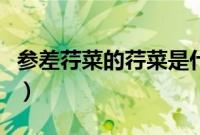 参差荇菜的荇菜是什么意思（参差荇菜怎么读）