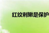 红纹刺鳅是保护动物吗（红纹刺鳅）