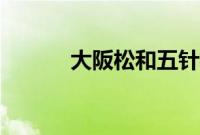 大阪松和五针松区别（大坂松）