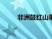 非洲鼓红山果串词（红山果串词）