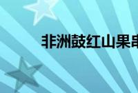 非洲鼓红山果串词（红山果串词）