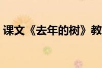 课文《去年的树》教案（去年的树课文教案）