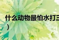 什么动物最怕水打三个数字（什么动物最怕水）