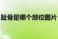 趾骨是哪个部位图片 耻骨（趾骨是哪个部位）
