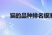 猫的品种排名银渐层（猫的品种排名）