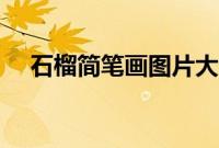 石榴简笔画图片大全大图(石榴简笔画)