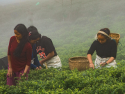 尼泊尔茶叶生产的艰难之路