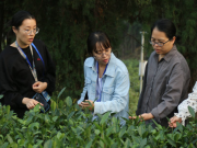 青岛茶产业大会推广现代茶业科技