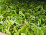 关于绿茶是否能降低结肠癌风险尚无定论