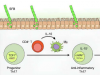 共生 T 细胞：健康的微生物组如何减少肠道炎症