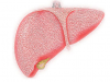 探索肝脏免疫系统如何吞噬坏胆固醇