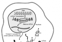 研究人员表示具有多个尾巴的信使 RNA 可能会带来更有效的治疗方法