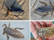科学家在塞浦路斯岛上发现巨型水蝽