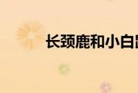 长颈鹿和小白鼠哪个天生高血压