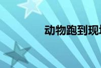 动物跑到现场看航天员落地