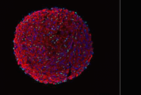 3D类器官培养方法可以在体外产生大量肌肉细胞